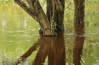 Powódź 2010 - Czarnowąsy, Opolszczyzna - 2803_13.jpg