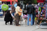 XXXII Międzynarodowa Wystawa Psów Rasowych Opole 2013  - 5100_foto_opole_022.jpg