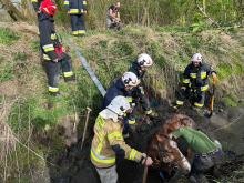 Strażacy uratowali konia z opresji