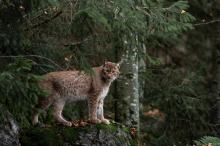 Dziś święto największego dzikiego kota zamieszkującego polskie lasy