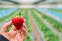 Pestycydy w truskawkach od rolnika i z bazaru: nowe badania obalają mit