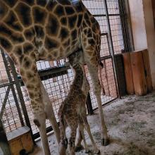 Opolskie Zoo: Na świat przyszła nowa żyrafa. Perełkę można już podziwiać na wybiegu