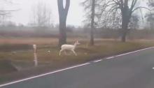 Czytelniczka uchwyciła rzadki widok (WIDEO)