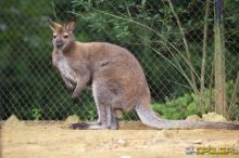 Śmierć kangurów w Opolskim Zoo. Odbudowa stada to tylko kwestia czasu