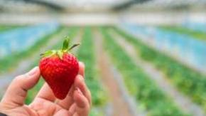 Pestycydy w truskawkach od rolnika i z bazaru: nowe badania obalają mit
