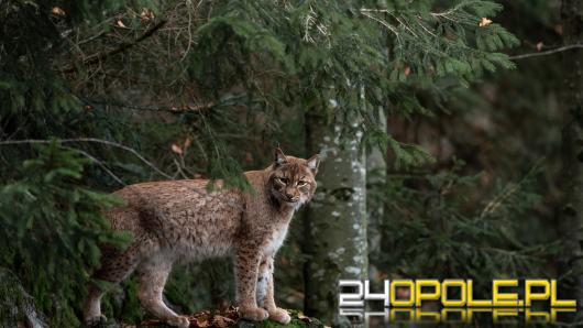 Dziś święto największego dzikiego kota zamieszkującego polskie lasy