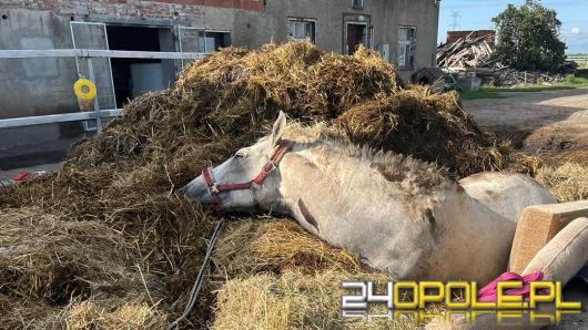 Straż Pożarna nie tylko do pożarów: Akcja ratunkowa w Zakrzowie