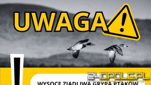 W powiecie nyskim stwierdzono przypadek ptasiej grypy - wprowadzono strefę objętą zakażeniem