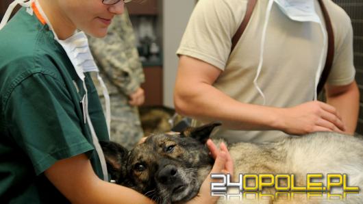 Zwierzęta doczekają się nocnej i świątecznej opieki weterynaryjnej na Opolszczyźnie