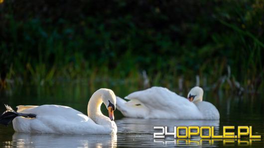 Potwierdzono ognisko ptasiej grypy w powiecie namysłowskim