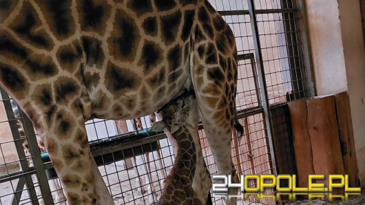 Opolskie Zoo: Na świat przyszła nowa żyrafa. Perełkę można już podziwiać na wybiegu