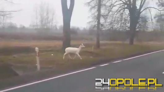 Czytelniczka uchwyciła rzadki widok (WIDEO)