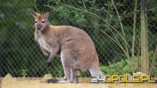 Śmierć kangurów w Opolskim Zoo. Odbudowa stada to tylko kwestia czasu